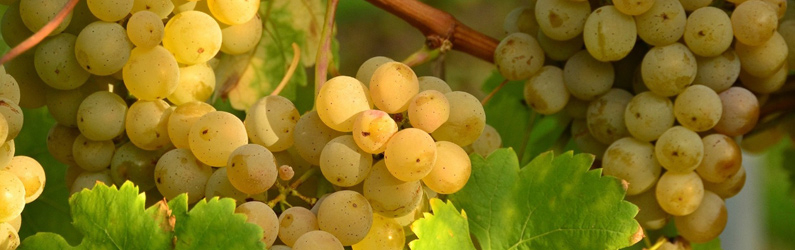 Виноград фруктовый