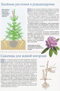 Хвойные растения и родендроны